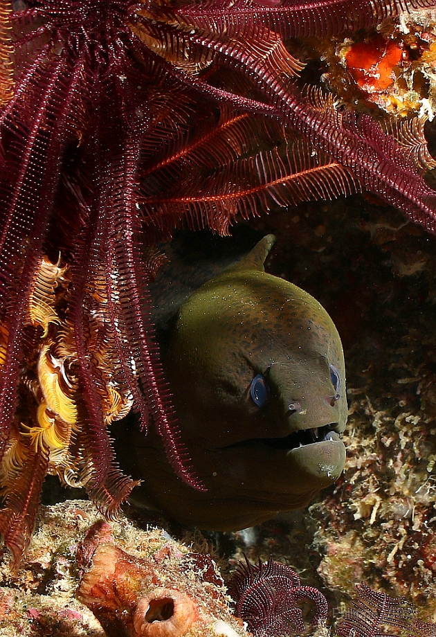 Raja Ampat 2016 - Gymnothorax javanicus - Giant moray - Murene Javanaise - IMG_4874_rc.jpg